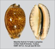 Mauritia hybid arabica immanis x grayana